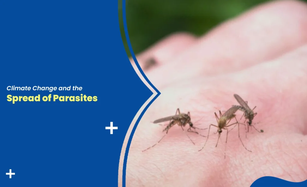 Mosquitoes biting skin showing parasite spread