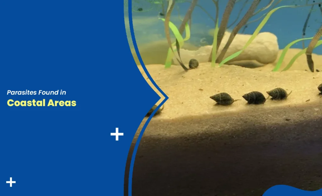 coastal parasites with snails