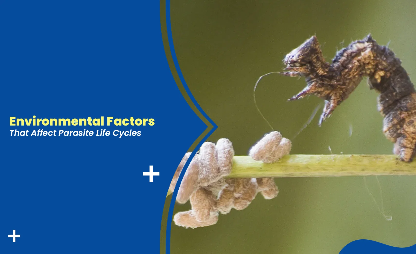 Parasite larva on plant stem