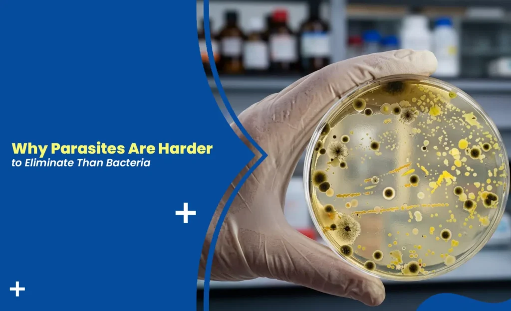 Petri dish with bacteria