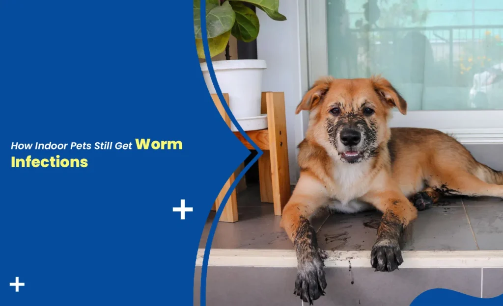 Indoor puppy with muddy paws showing hidden worm infection risks in indoor pets