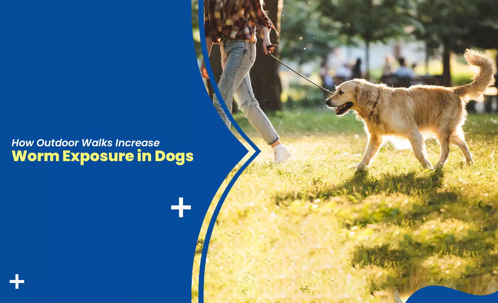 Dog walk in park showing how outdoor walks increase worm exposure in dogs during daily activity