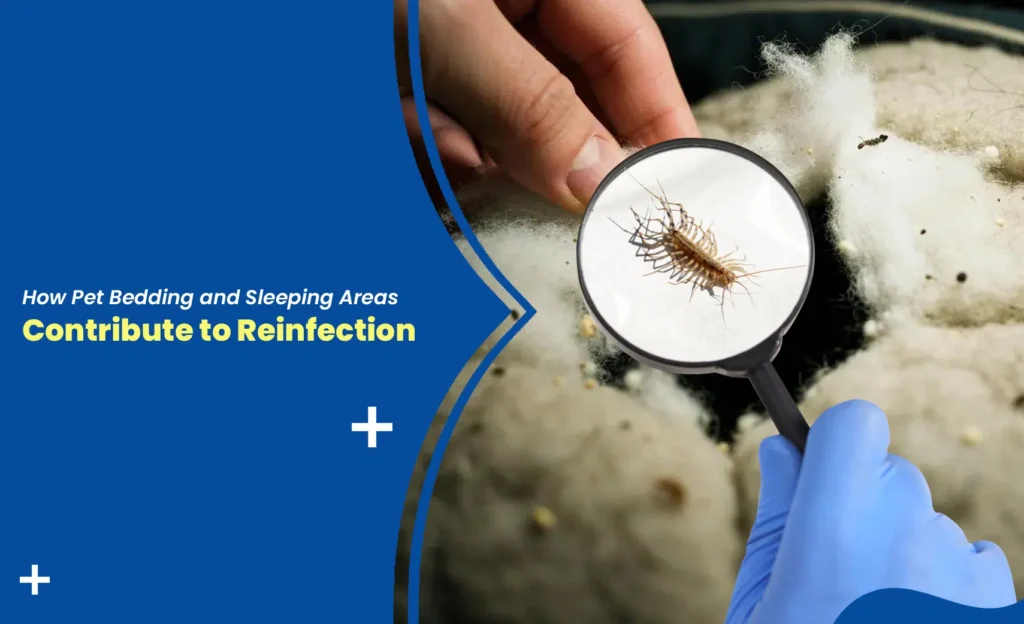 Pet bedding inspected for parasites under magnifying glass showing contamination risks and reinfection concerns