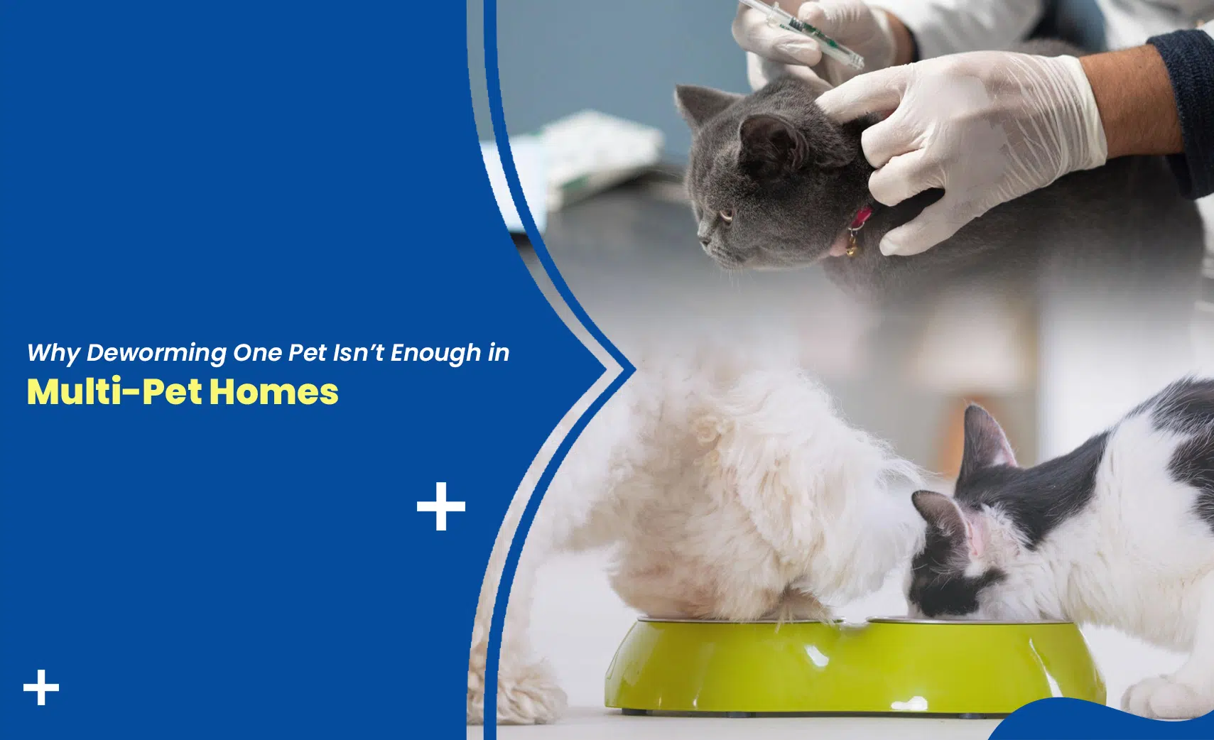 Deworming in multi-pet homes with cats receiving treatment to prevent parasite spread