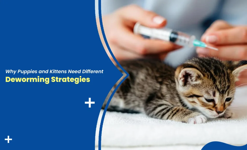 Veterinarian giving deworming treatment to a kitten during an early pet care checkup