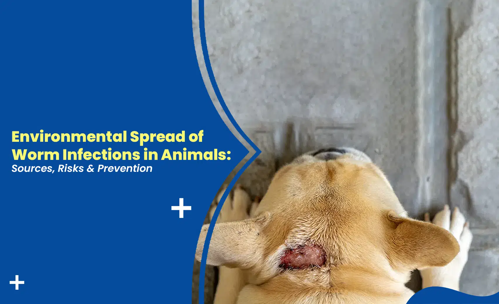 Dog with a skin wound illustrating environmental spread of worm infections in animals, highlighting sources, risks, and prevention measures.