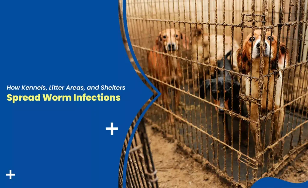 Dogs in kennel shelter showing risk of Worm Infections in shared spaces
