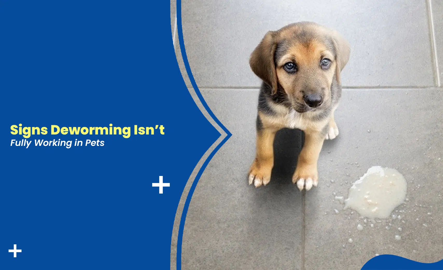 Signs deworming isn't fully working in pets, showing symptoms of persistent worm infestation