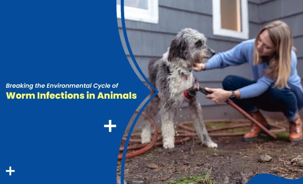 Worm Infection Cycle in animals showing pet hygiene and environmental parasite prevention to reduce reinfection risk