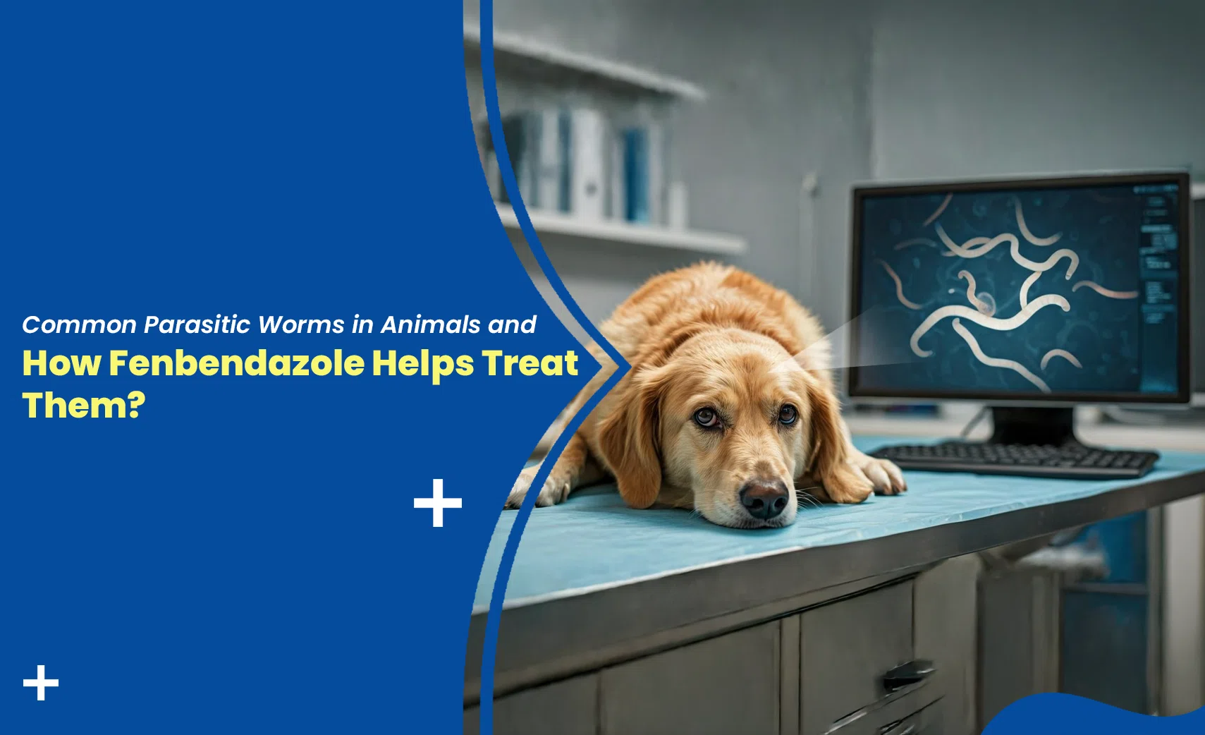 Dog with parasitic worm infection at a veterinary clinic showing how fenbendazole helps treat intestinal worms in animals