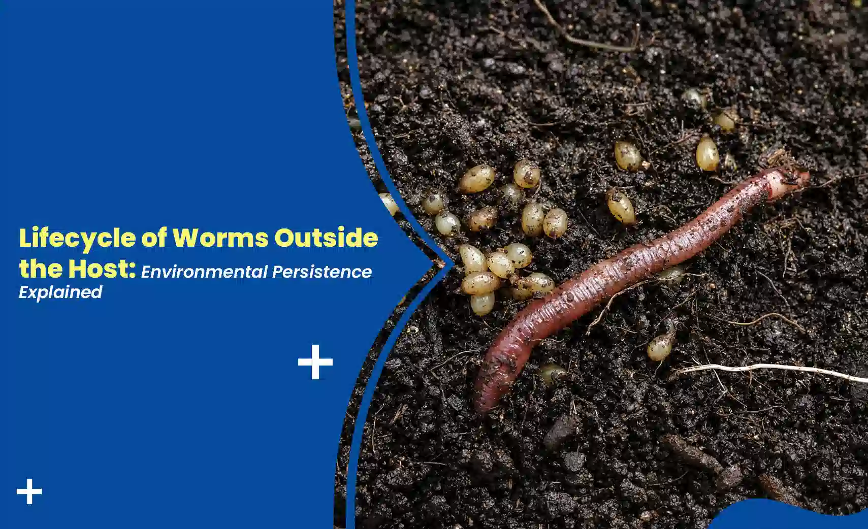Earthworm and worm eggs in dark soil beside the title, "Lifecycle of Worms Outside the Host."