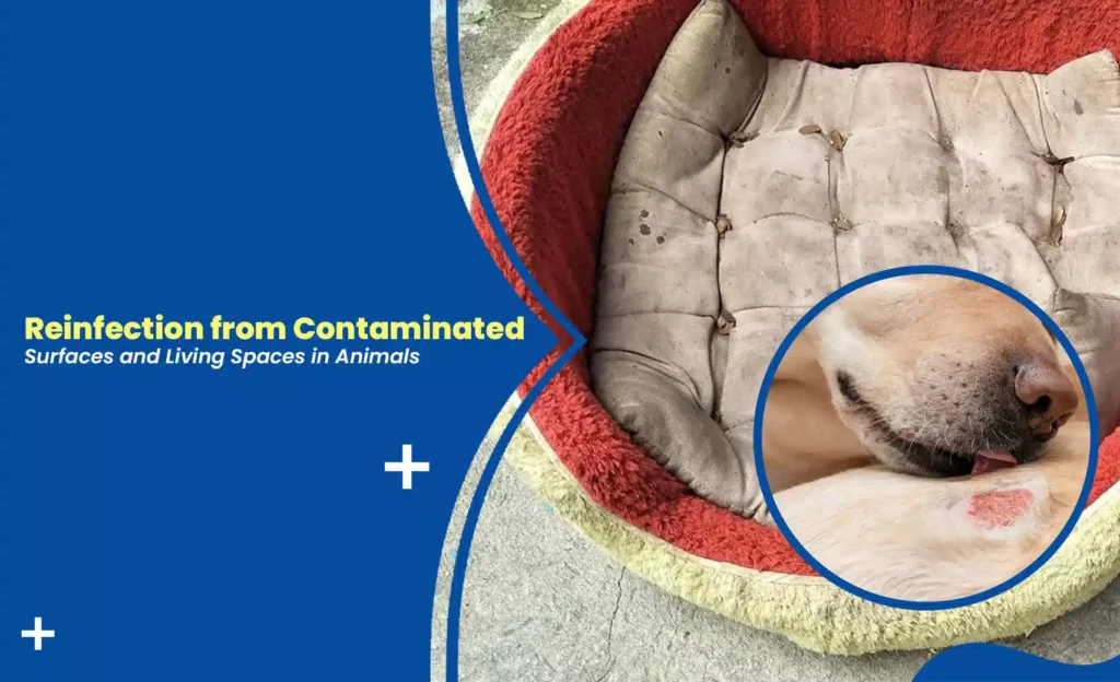 Reinfection in Animals caused by contaminated pet bedding and living spaces