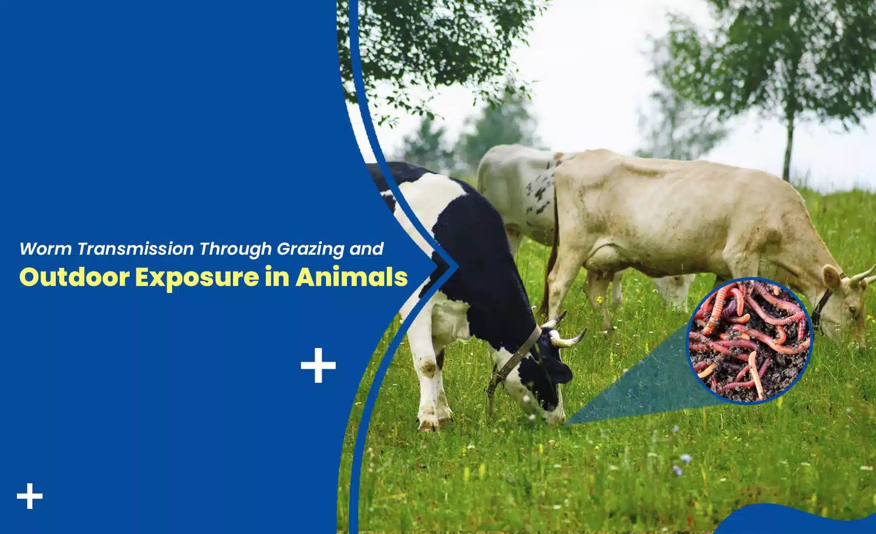 Cows grazing in a pasture illustrating worm transmission through contaminated grass and outdoor exposure to parasites in livestock.